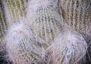 Cephalocereus senilis akaÂ theÂ `old man cactus`.